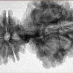 15 Mukhi Trijuti 54.5mm 12.31gm - Inverse xray
