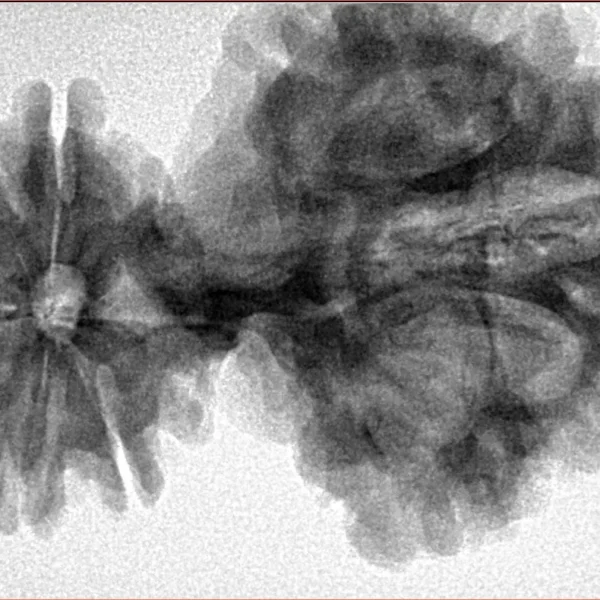 15 Mukhi Trijuti 54.5mm 12.31gm - Inverse xray
