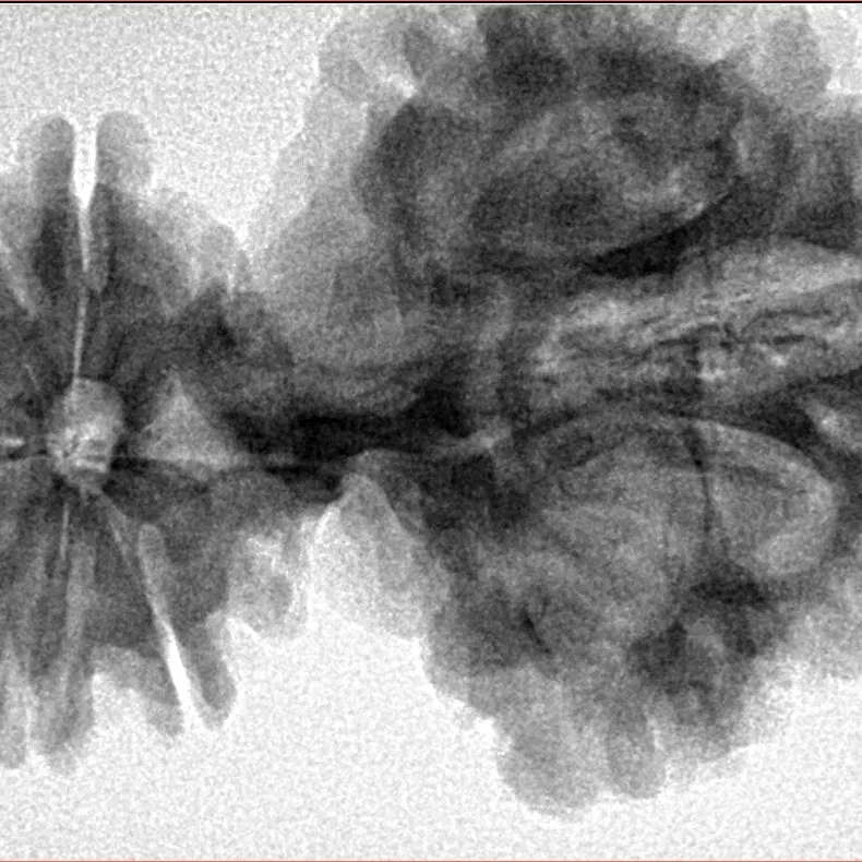 15 Mukhi Trijuti 54.5mm 12.31gm - Inverse xray
