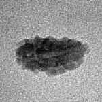 1 Mukhi Rudraksha 12.3mm 0.24gm - Origin: Indonesia - Inverse xray
