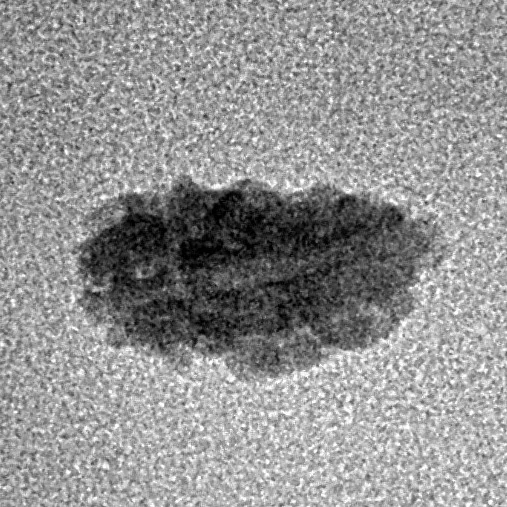 1 Mukhi Rudraksha 12.3mm 0.24gm - Origin: Indonesia - Inverse xray
