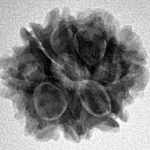 8 Mukhi Rudraksha 21.2mm 3.07gm - Inverse xray