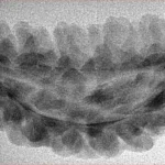 1 Mukhi Rudraksha 38.6mm 3.02gm - Inverse xray