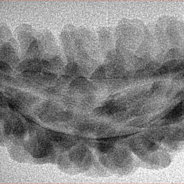 1 Mukhi Rudraksha 38.6mm 3.02gm - Inverse xray
