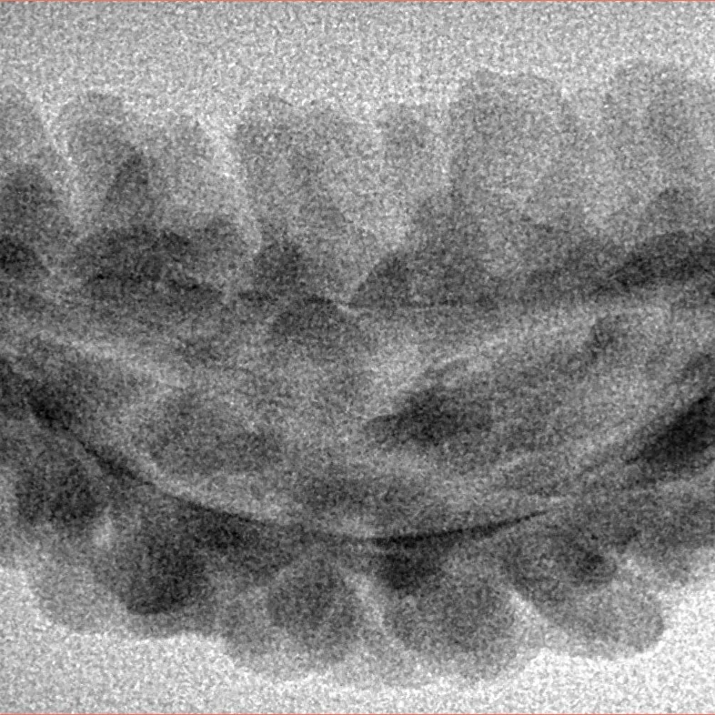 1 Mukhi Rudraksha 38.6mm 3.02gm - Inverse xray