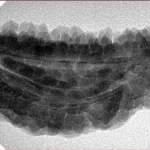 1 Mukhi Rudraksha 37.5mm 5.92gm - Inverse xray
