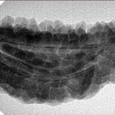 1 Mukhi Rudraksha 37.5mm 5.92gm - Inverse xray