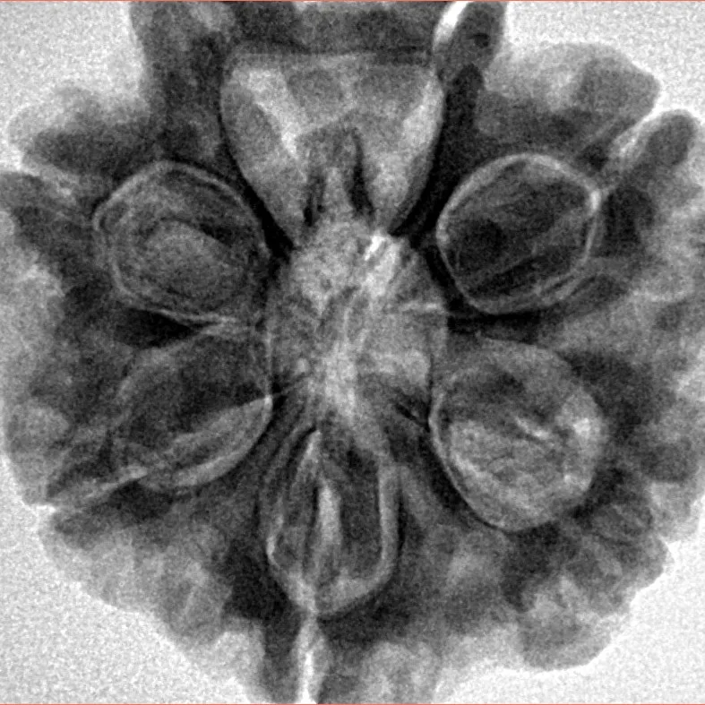 7 Mukhi Rudraksha 28.3mm 7.68gm - Inverse xray