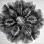 7 Mukhi Rudraksha 27mm 6.23gm - Inverse xray