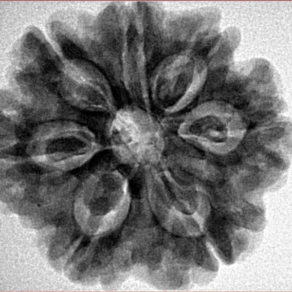 7 Mukhi Rudraksha 27mm 6.23gm - Inverse xray