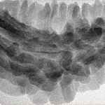 1 Mukhi Rudraksha 38.1mm 5.27gm - Inverse xray