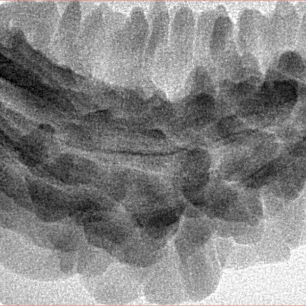 1 Mukhi Rudraksha 38.1mm 5.27gm - Inverse xray