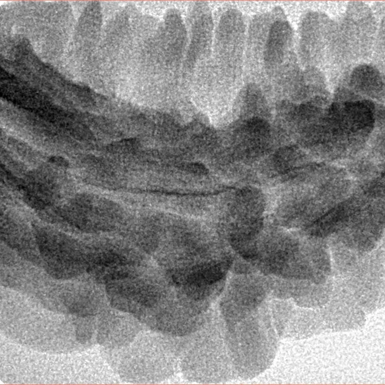1 Mukhi Rudraksha 38.1mm 5.27gm - Inverse xray