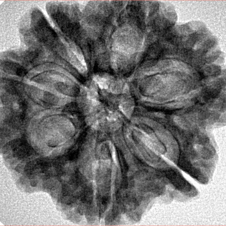 7 Mukhi Rudraksha 28.2mm 6gm - Inverse xray