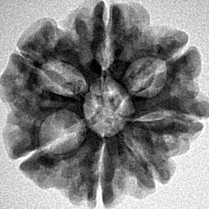 7 Mukhi Rudraksha 23.4mm 4gm - Inverse xray