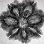7 Mukhi Rudraksha 27.6mm 5.64gm - Inverse xray