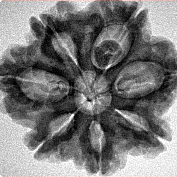 7 Mukhi Rudraksha 27.6mm 5.64gm - Inverse xray