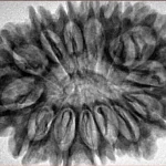 14 Mukhi Rudraksha 33.8mm 6.67gm - Inverse xray