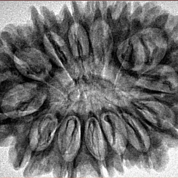 14 Mukhi Rudraksha 33.8mm 6.67gm - Inverse xray