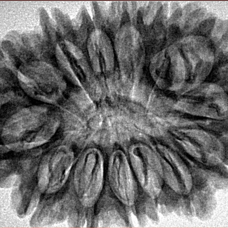 14 Mukhi Rudraksha 33.8mm 6.67gm - Inverse xray