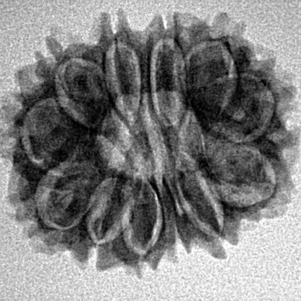 12 Mukhi Rudraksha 23.5mm 2.81gm - Inverse xray