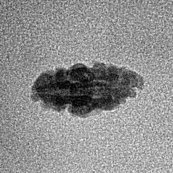 1 Mukhi Rudraksha 13.1mm 0.22gm - Inverse xray