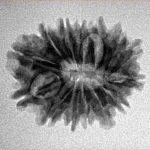 14 Mukhi Rudraksha 23mm 2.74gm - Inverse xray