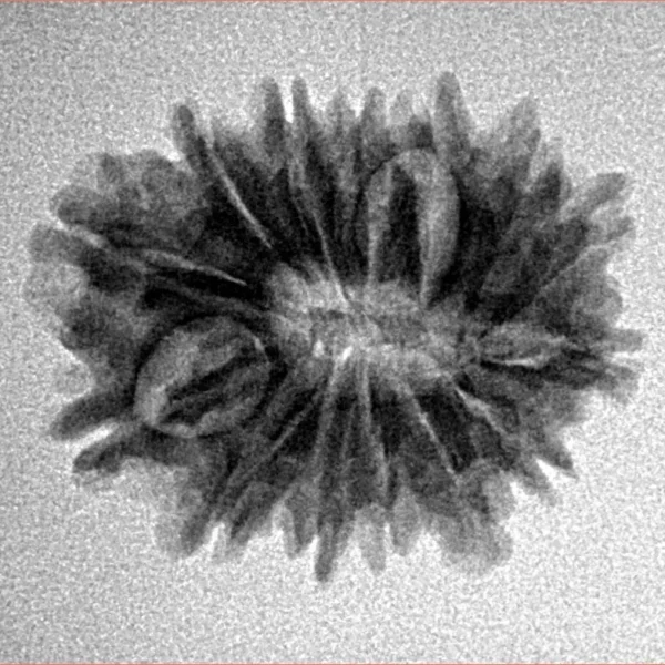 14 Mukhi Rudraksha 23mm 2.74gm - Inverse xray