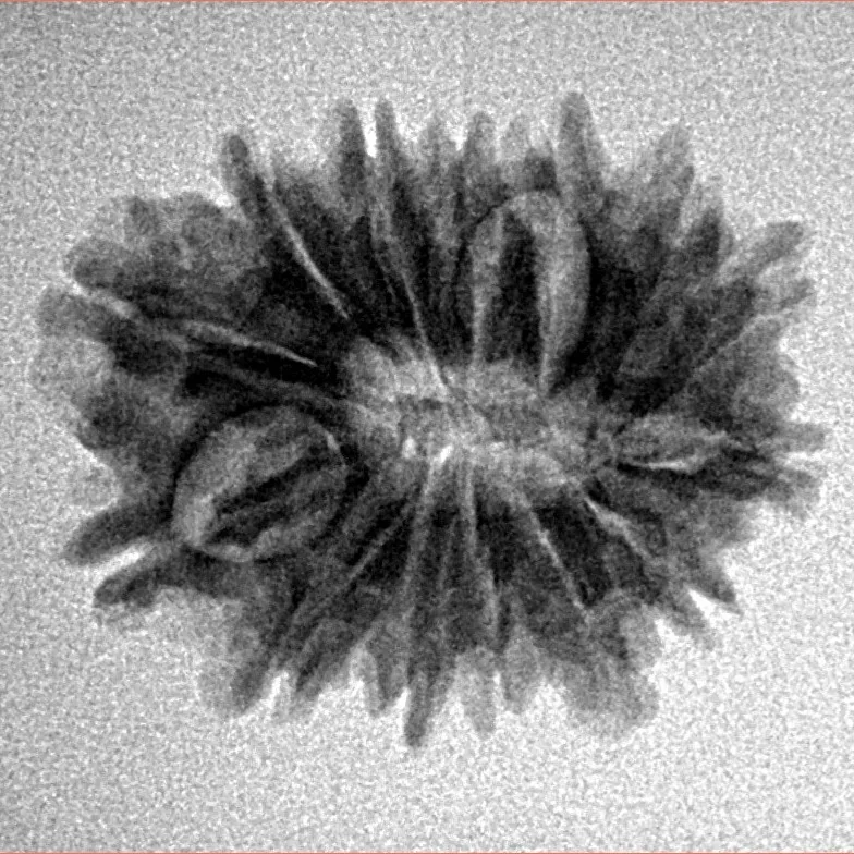 14 Mukhi Rudraksha 23mm 2.74gm - Inverse xray