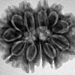 11 Mukhi Rudraksha 26.6mm 4.4gm - Inverse xray