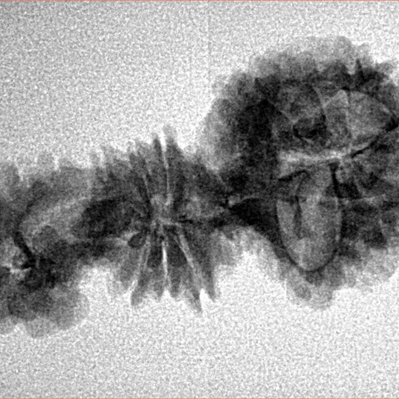 15 Mukhi Trijuti 31.8mm 2.35gm - Inverse xray