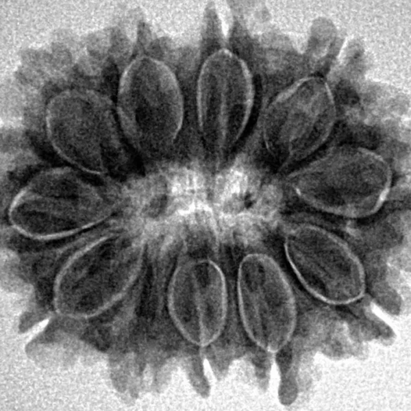 11 Mukhi Rudraksha 26.7mm 4.3gm - Inverse xray