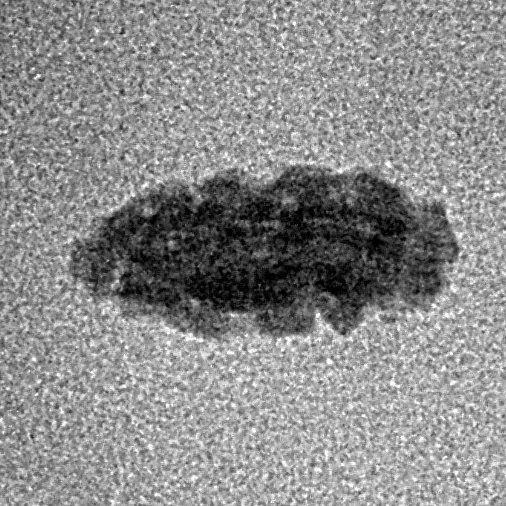 1 Mukhi Rudraksha 12.9mm 0.21gm - Inverse xray