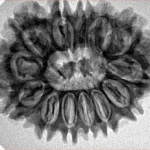 13 Mukhi Rudraksha 29.2mm 4.93gm - Inverse xray