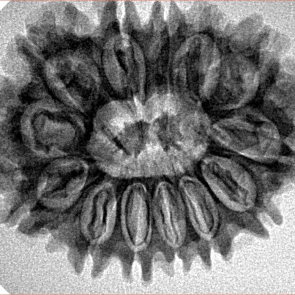 13 Mukhi Rudraksha 29.2mm 4.93gm - Inverse xray
