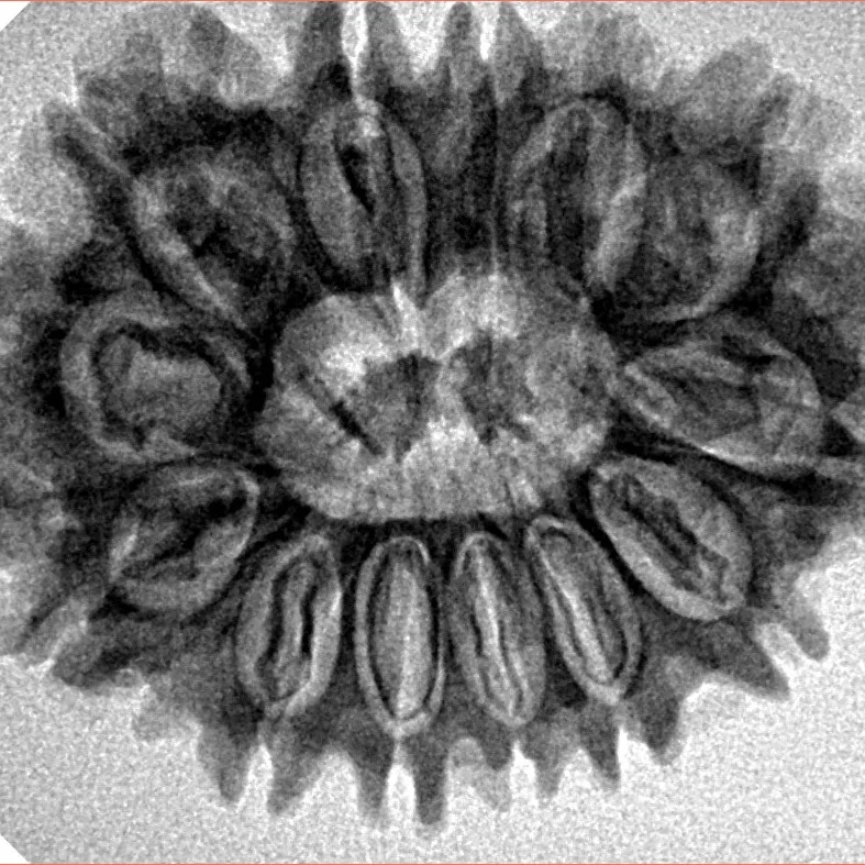 13 Mukhi Rudraksha 29.2mm 4.93gm - Inverse xray