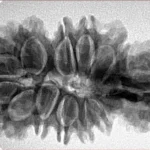 16 Mukhi Trijuti 37.6mm 6.33gm - Inverse xray