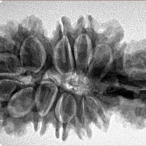 16 Mukhi Trijuti 37.6mm 6.33gm - Inverse xray