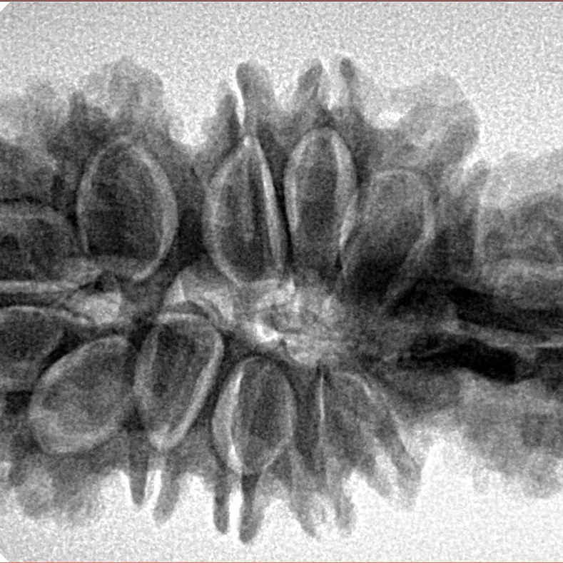 16 Mukhi Trijuti 37.6mm 6.33gm - Inverse xray