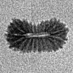 21 Mukhi Rudraksha 10.5mm 0.16gm - Inverse xray