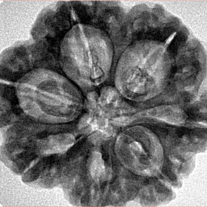 7 Mukhi Rudraksha 28.5mm 6.84gm - Inverse xray