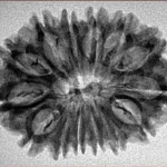 14 Mukhi Rudraksha 30.4mm 3.71gm - Inverse xray