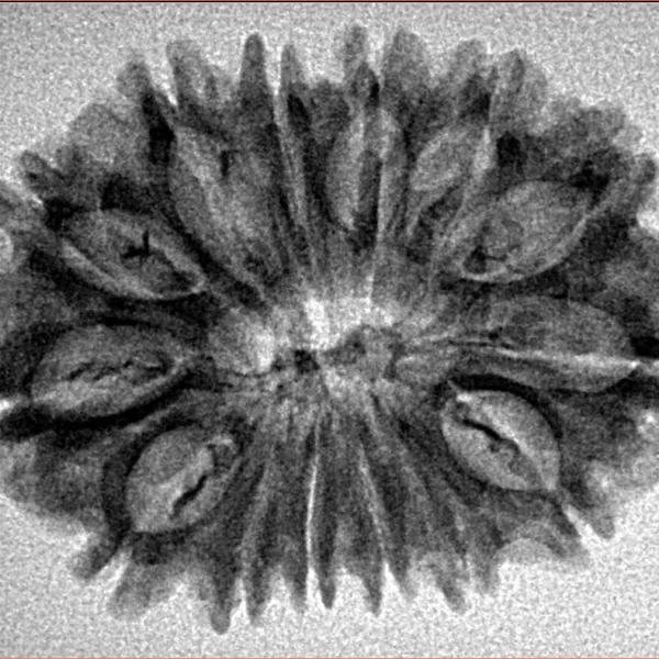 14 Mukhi Rudraksha 30.4mm 3.71gm - Inverse xray