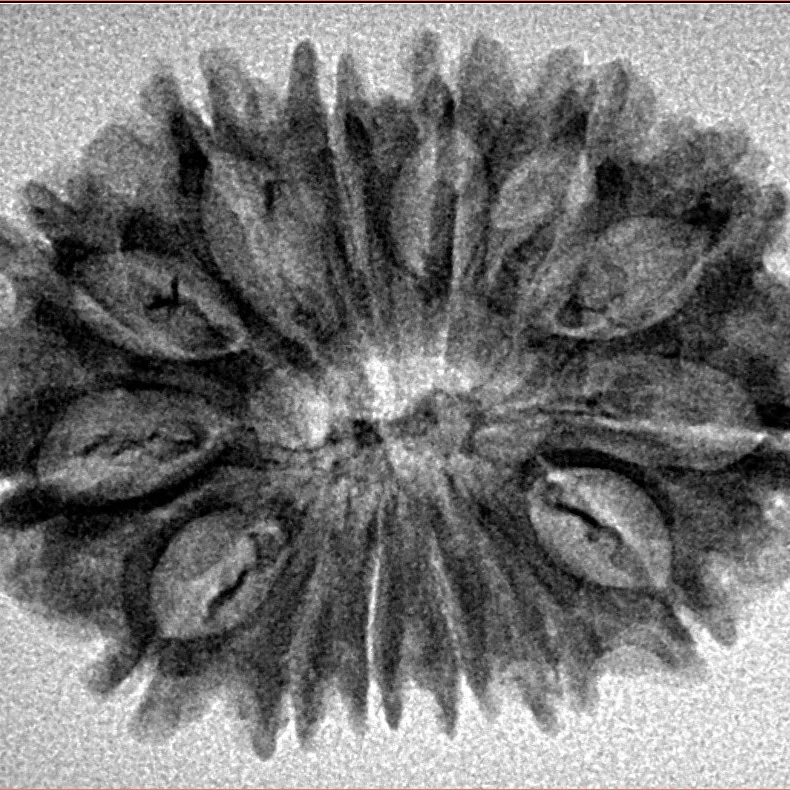 14 Mukhi Rudraksha 30.4mm 3.71gm - Inverse xray