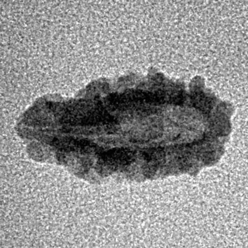 1 Mukhi Rudraksha 14.6mm 0.34gm - Inverse xray