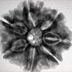 7 Mukhi Rudraksha 26.5mm 5.63gm - Inverse xray