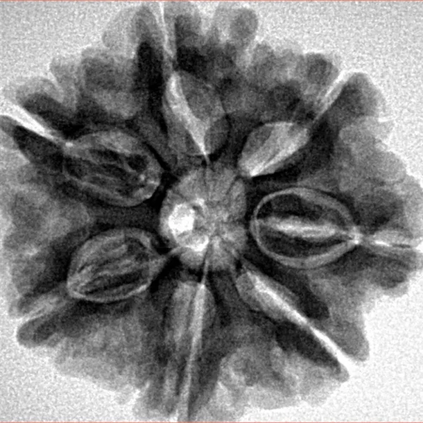 7 Mukhi Rudraksha 26.5mm 5.63gm - Inverse xray