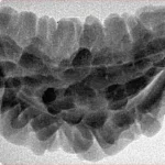 1 Mukhi Rudraksha 35.7mm 5.17gm - Inverse xray