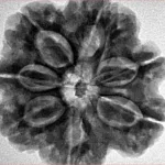 7 Mukhi Rudraksha 28.2mm 6.76gm - Inverse xray