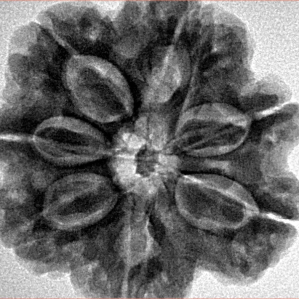7 Mukhi Rudraksha 28.2mm 6.76gm - Inverse xray